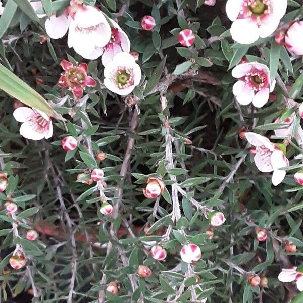 Leptospermum scoparium Φύλλο