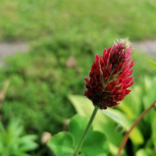 Trifolium incarnatum Flower