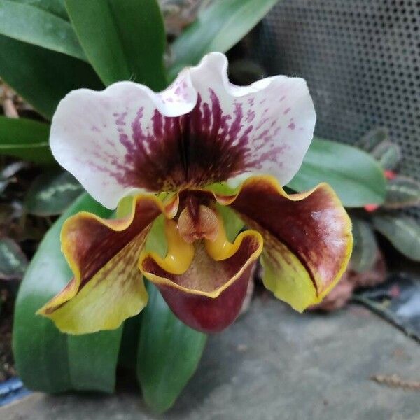 Paphiopedilum spp. Cvet