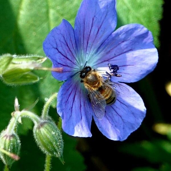 Geranium pratense Flors