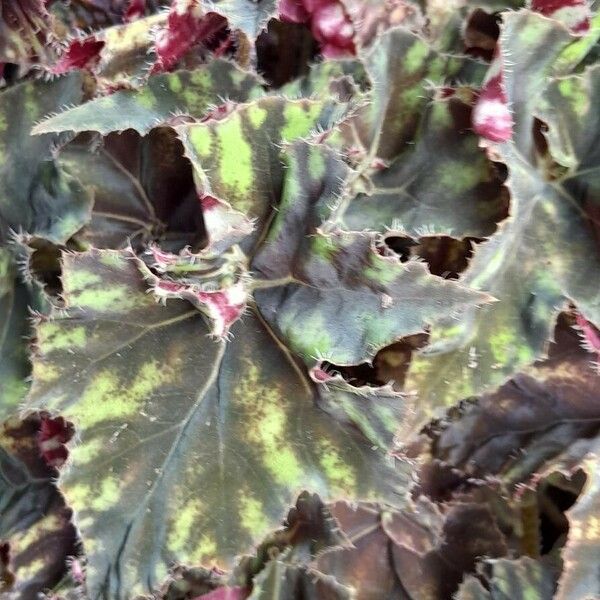 Begonia bowerae Blad