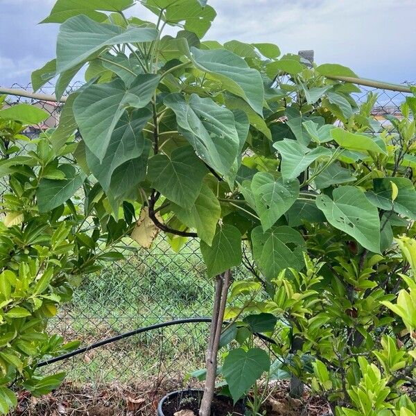 Paulownia tomentosa Leaf