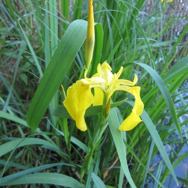 Iris pseudacorus Blomst