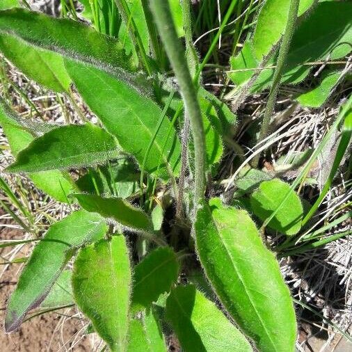 Hieracium lachenalii Blatt