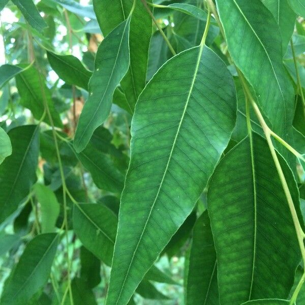 Eucalyptus microtheca Leaf