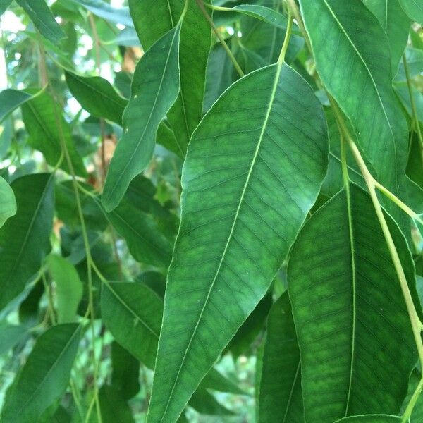 Eucalyptus microtheca (Bastard-box)