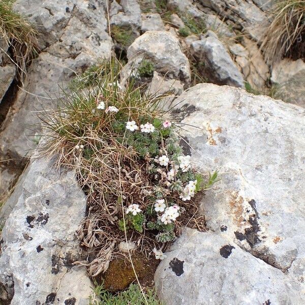 Androsace villosa Habit