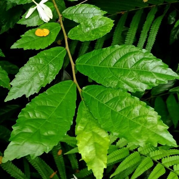 Streblus asper Leaf