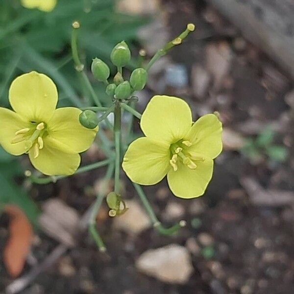 Diplotaxis tenuifolia Цвят