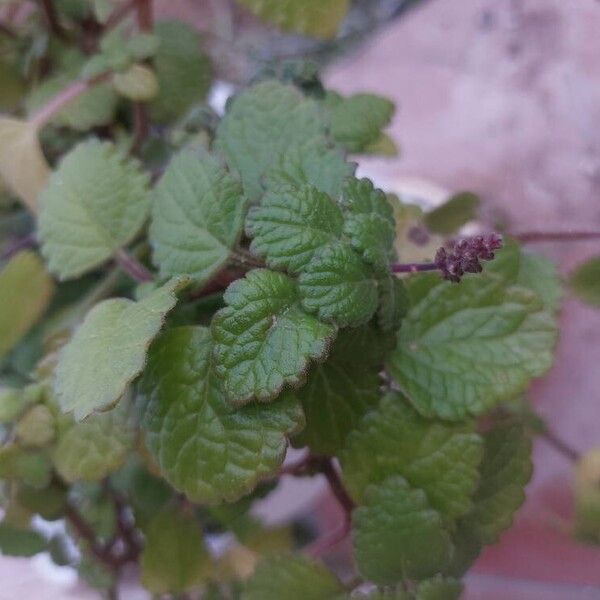 Plectranthus forsteri Φύλλο