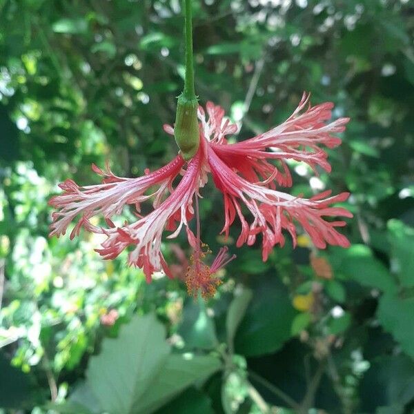 Hibiscus schizopetalus Kvet