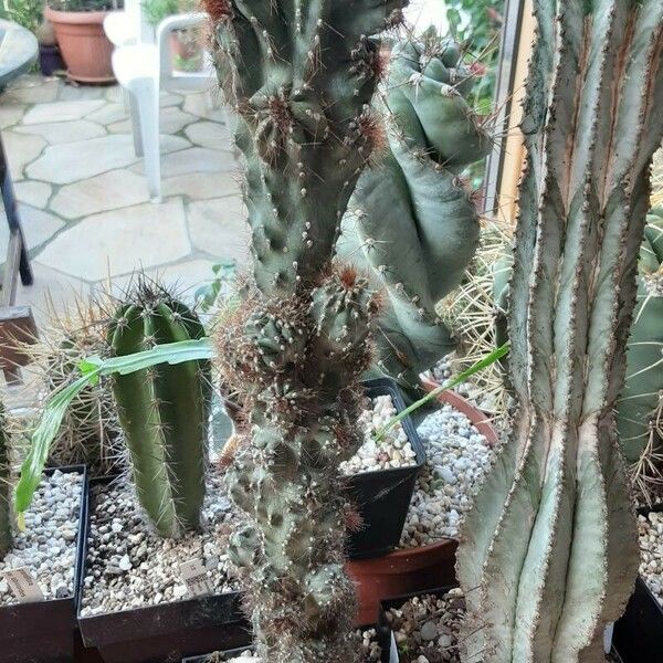 Cereus hildmannianus Escorça