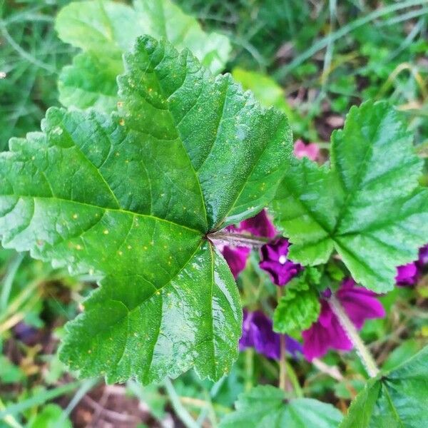 Malva arborea Blad