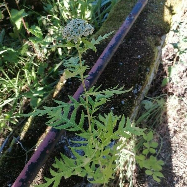 Tanacetum macrophyllum 花