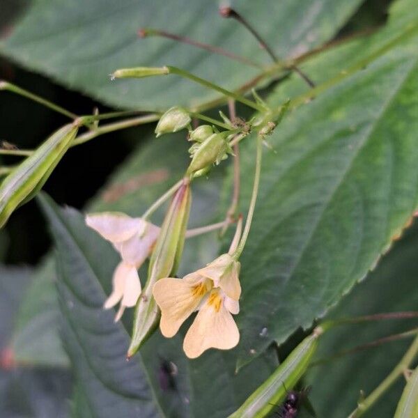 Impatiens parviflora ᱵᱟᱦᱟ