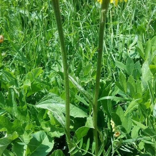 Crepis pontana Kwiat