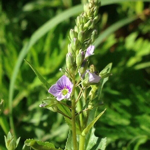 Veronica anagallis-aquatica Floro