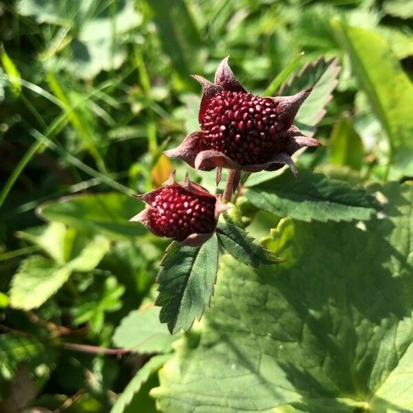 Comarum palustre Flower