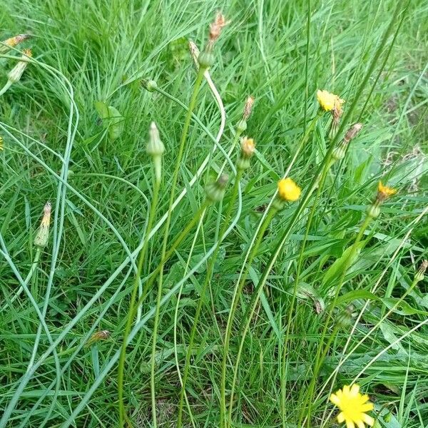 Leontodon saxatilis Flors