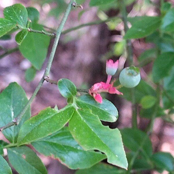 Vaccinium fuscatum Flower