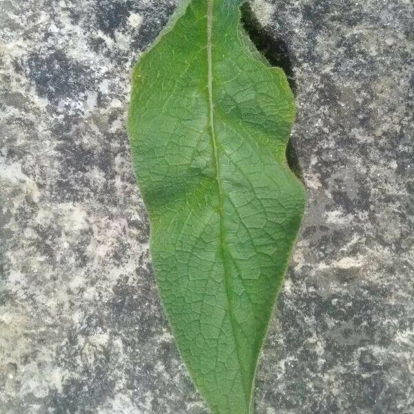 Symphytum officinale Leaf