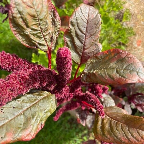 Amaranthus hypochondriacus Kukka