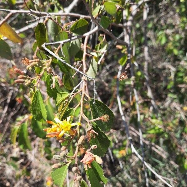 Grewia trichocarpa Λουλούδι