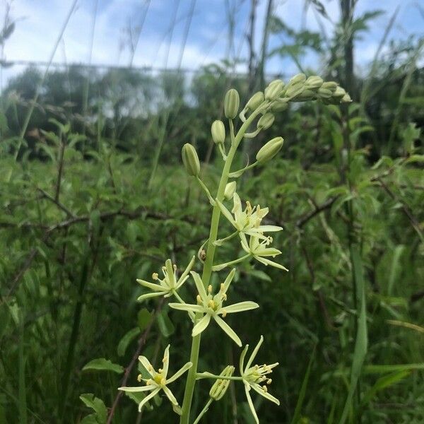 Ornithogalum pyrenaicum Flower