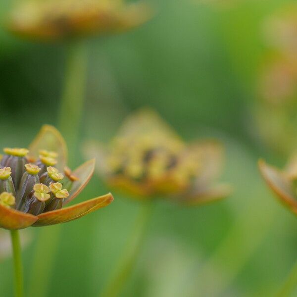 Bupleurum longifolium Flower