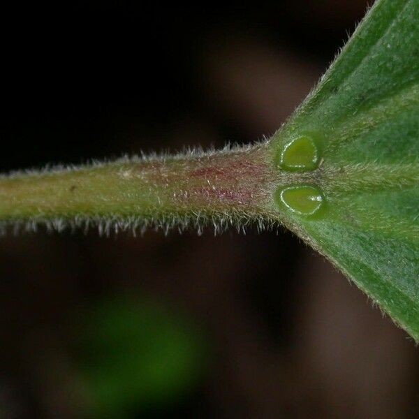 Hasseltia floribunda बार्क (छाल)