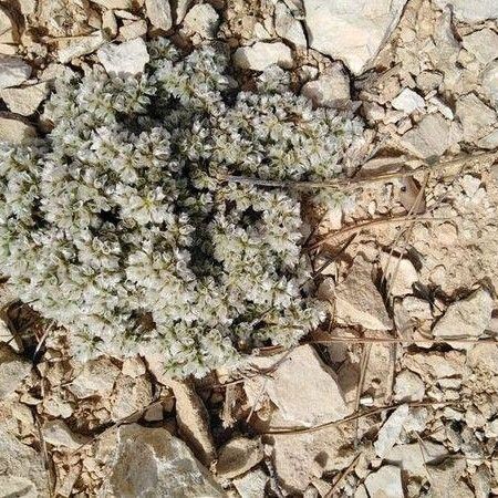 Paronychia capitata Habit