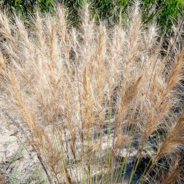 Stipellula capensis Fruct