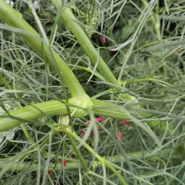 Visnaga daucoides Bark