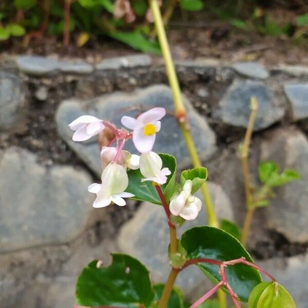 Begonia cucullata Flower