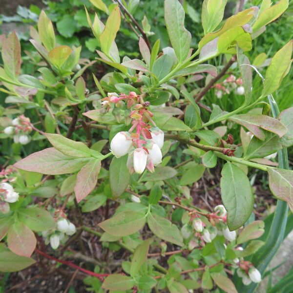 Vaccinium fuscatum Flors