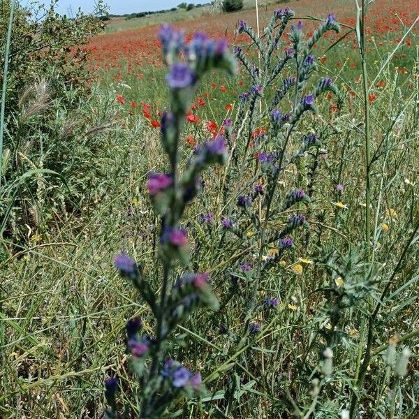 Echium vulgare 花