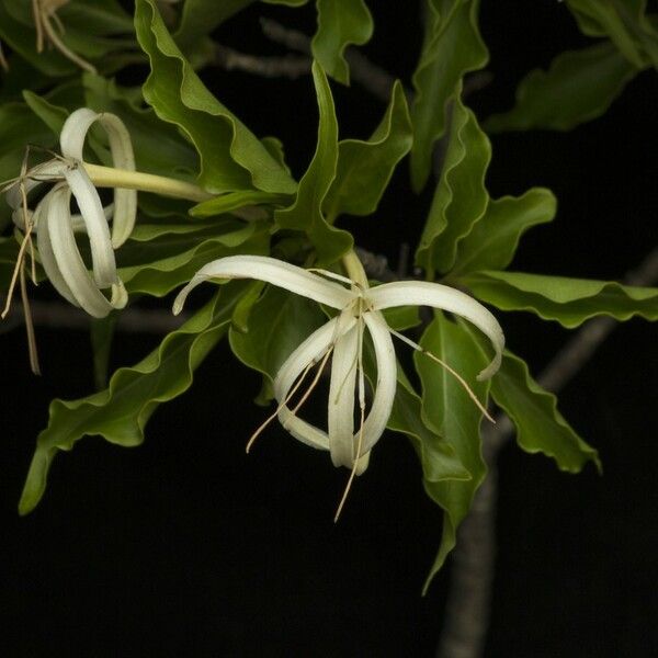 Exostema caribaeum 花