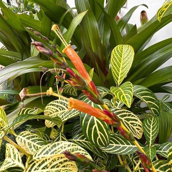 Sanchezia oblonga Flower