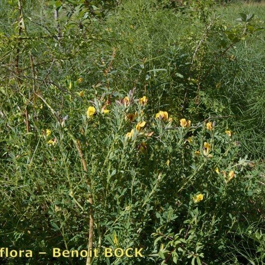 Argyrolobium biebersteinii Habitus