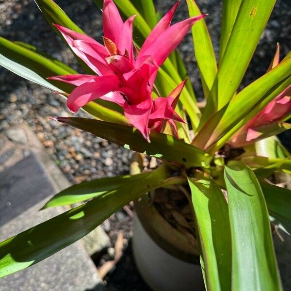 Guzmania monostachia 花