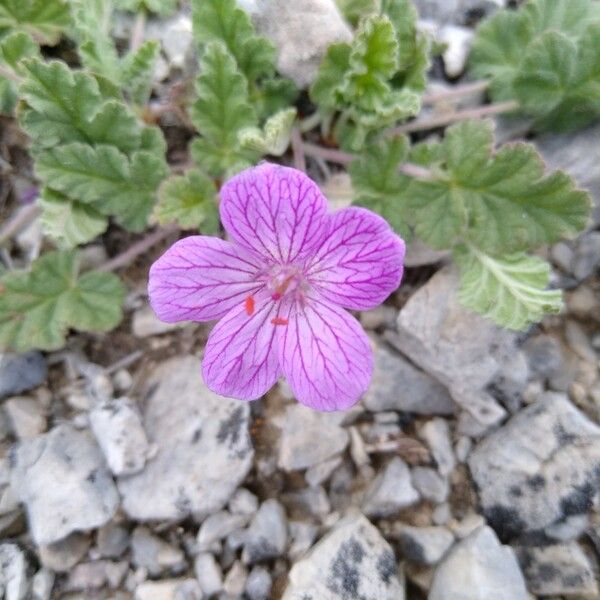 Erodium boissieri Blodyn