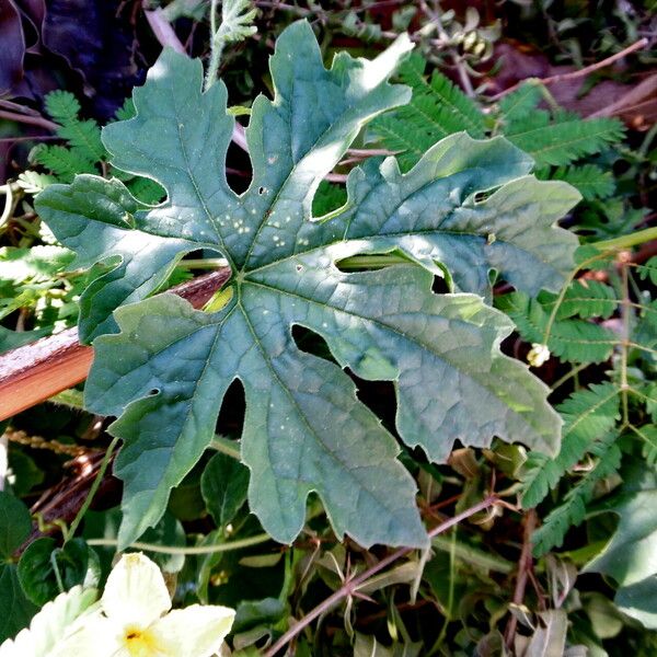 Momordica charantia Leaf