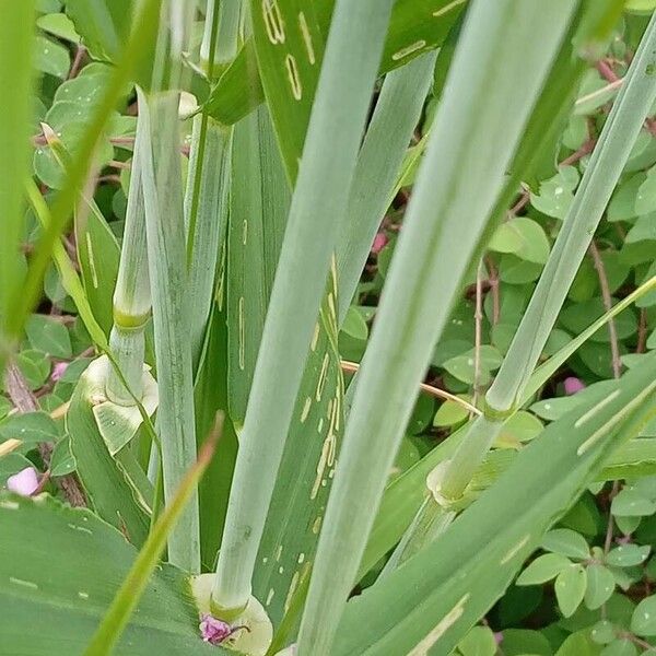 Hordeum vulgare Кара