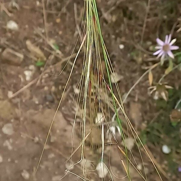 Stipa capillata Fruto