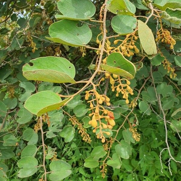 Piliostigma thonningii Flors