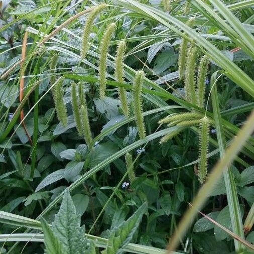 Carex pseudocyperus Flor