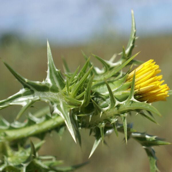 Scolymus maculatus Flower