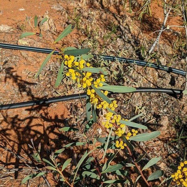 Acacia notabilis ഇല