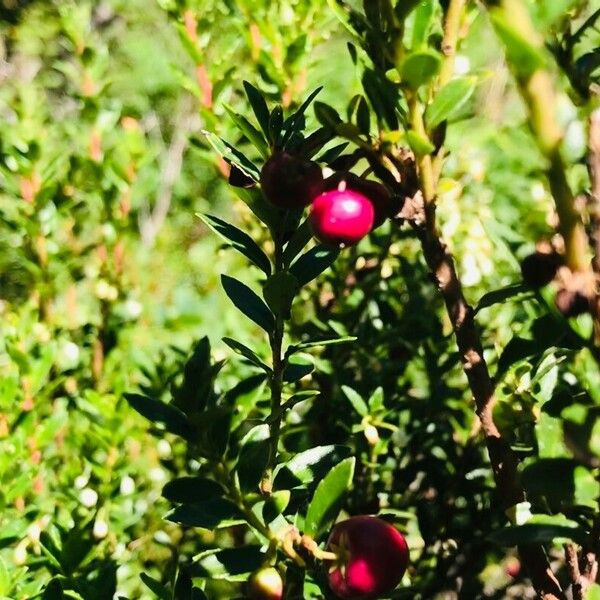 Gaultheria mucronata Gyümölcs