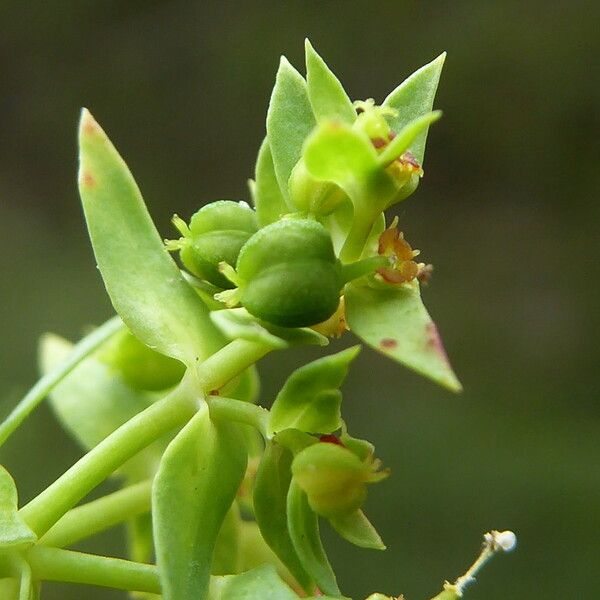 Euphorbia exigua Φρούτο